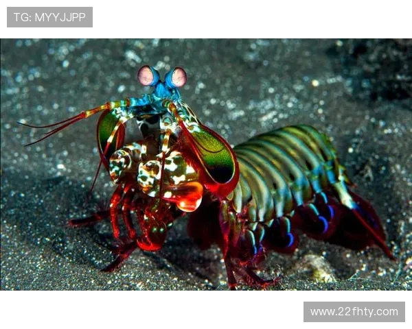 探索安信10娱乐平台首页皮皮虾的独特魅力与玩法 探索安信10娱乐平台首页皮皮虾的独特魅力与玩法